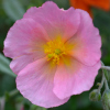 Helianthemum Pink Glow - Abriachan Nurseries